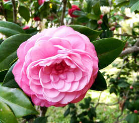山茶花开