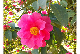 山茶花开