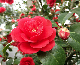 山茶花开
