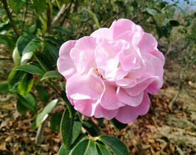 山茶花开