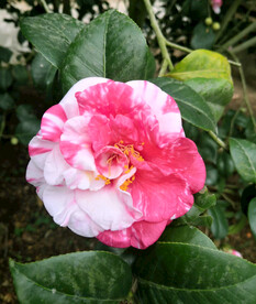 山茶花开