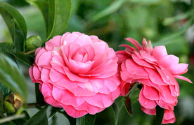 山茶花开