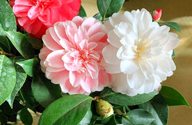 山茶花开