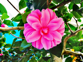 山茶花开