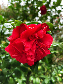 山茶花开
