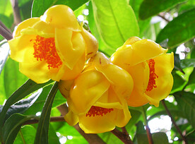 山茶花开