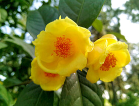 山茶花开