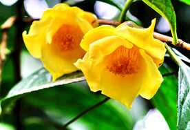 山茶花开