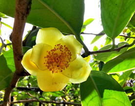 山茶花开