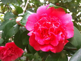 山茶花开