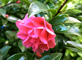 山茶花开