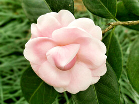 山茶花开