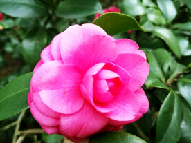 山茶花开