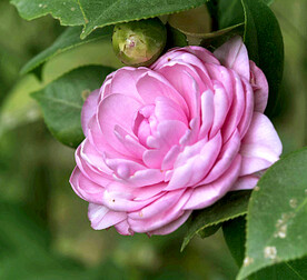 山茶花开