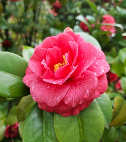 山茶花开