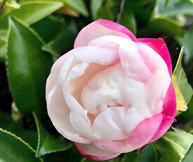 山茶花开