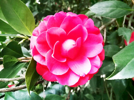 山茶花开