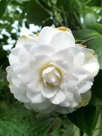 山茶花开