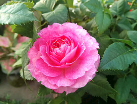 山茶花开