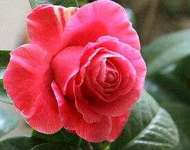 山茶花开