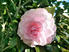 山茶花开