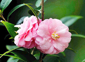 山茶花开