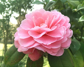 山茶花开