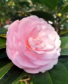 山茶花开