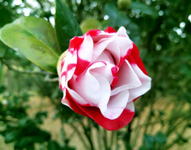 山茶花开