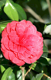 山茶花开