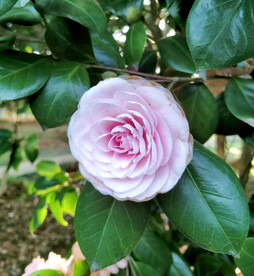 山茶花开