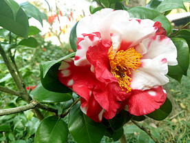 山茶花开
