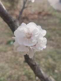 杏花