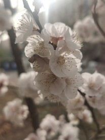 杏花