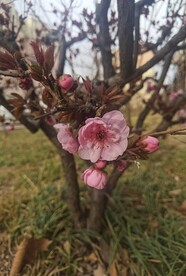 杏花