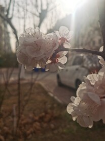 杏花