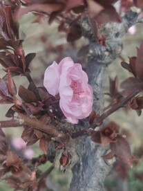 杏花