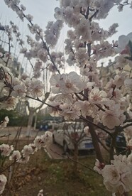 杏花