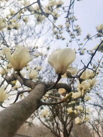 玉兰花