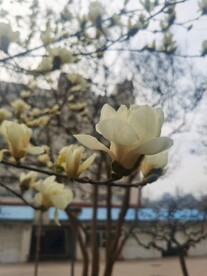 玉兰花