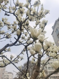 玉兰花