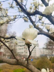 玉兰花