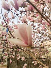 玉兰花