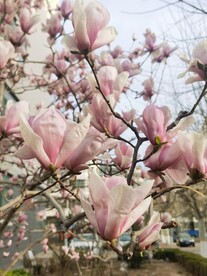 玉兰花