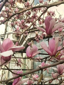 玉兰花