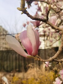 玉兰花