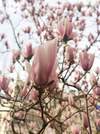 玉兰花
