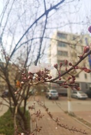 杏花