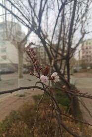 杏花