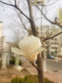 玉兰花